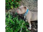 American Pit Bull Terrier Puppy for sale in San Marcos, CA, USA