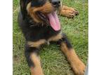 Rottweiler Puppy for sale in Clinton, MO, USA