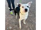 Adopt Poe* a Pit Bull Terrier, Mixed Breed