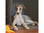 Whippet Puppy for sale in Litchfield Park, AZ, USA