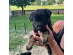 German Shepherd Dog Puppy for sale in Marysville, OH, USA