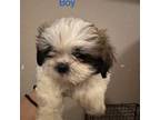 Shih Tzu Puppy for sale in Albuquerque, NM, USA