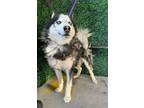 Adopt 55922819 a Siberian Husky, Mixed Breed