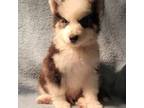 Mutt Puppy for sale in Valdosta, GA, USA