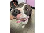 Adopt Spot a Pit Bull Terrier, Mixed Breed