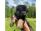 German Shepherd Dog Puppy for sale in Beaverton, MI, USA