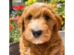 Goldendoodle Puppy for sale in Highland, UT, USA