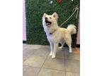 Adopt Floof Couture a Siberian Husky, Mixed Breed