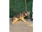 Adopt 56016738 a German Shepherd Dog, Mixed Breed