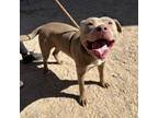Adopt Dopey* a Pit Bull Terrier, Mixed Breed
