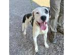 Adopt Herb* a Pit Bull Terrier, Mixed Breed