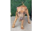 Adopt Dimple* a Pit Bull Terrier, Mixed Breed