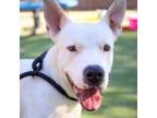 Adopt Ice* a Pit Bull Terrier, Mixed Breed