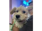 Adopt CHONCHIS a Terrier, Mixed Breed