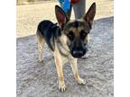 Adopt 55989198 a German Shepherd Dog, Mixed Breed