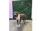 Adopt 56003595 a Pit Bull Terrier, Mixed Breed