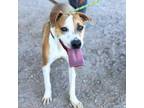 Adopt Expresso a Pit Bull Terrier, Mixed Breed