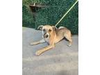 Adopt canine 1 a Mixed Breed