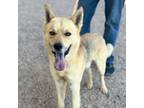 Adopt Tanner* a Husky, Mixed Breed