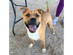 Adopt Leon* a Pit Bull Terrier, Mixed Breed