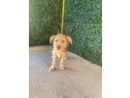 Adopt Winnie the Pooh. a Terrier, Mixed Breed