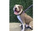 Adopt Spike a Pit Bull Terrier, Mixed Breed