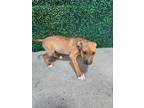 Adopt Zip a Pit Bull Terrier, Mixed Breed