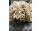 Adopt 55947286 a Miniature Poodle, Mixed Breed