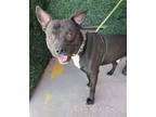 Adopt 56007276 a Pit Bull Terrier, Mixed Breed