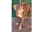 Adopt 56047462 a Pit Bull Terrier, Mixed Breed