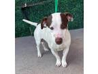 Adopt 56022190 a Pit Bull Terrier, Mixed Breed