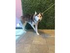 Adopt Times a Husky, Mixed Breed