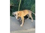 Adopt Luca* a Mixed Breed