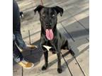 Adopt Goofy* a Great Dane, Mixed Breed