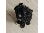Adopt OREO a Miniature Poodle, Mixed Breed
