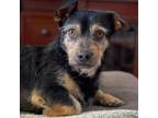 Adopt Gizmo* a Terrier, Mixed Breed