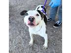 Adopt Will Turner* a Pit Bull Terrier, Mixed Breed