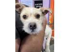 Adopt CHILLETAS a Terrier, Mixed Breed