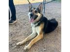 Adopt 55975191 a German Shepherd Dog, Mixed Breed