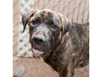 Adopt *Curry* a Mountain Cur, Mixed Breed