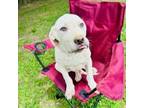 Adopt Breezy a Great Pyrenees, Mixed Breed