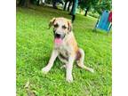 Adopt Sunny a Great Pyrenees, Mixed Breed