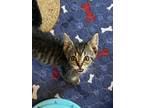 Adopt Cosmo (24-110 C) a Domestic Short Hair