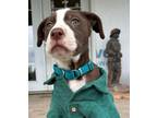 Adopt Mr. Bojangles a Pit Bull Terrier