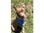 Adopt Timmy (Popcorn) a Pit Bull Terrier