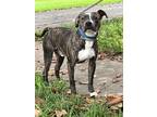 Adopt Binky a American Staffordshire Terrier, Mixed Breed