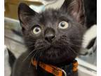 Adopt Philly a Domestic Short Hair