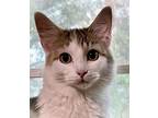Adopt Donnie (BONDED with Marie) a Domestic Medium Hair, Maine Coon