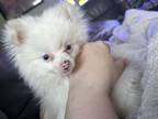 Adopt Lumi a Pomeranian