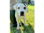 Adopt Baby Spot a Pit Bull Terrier, Pointer